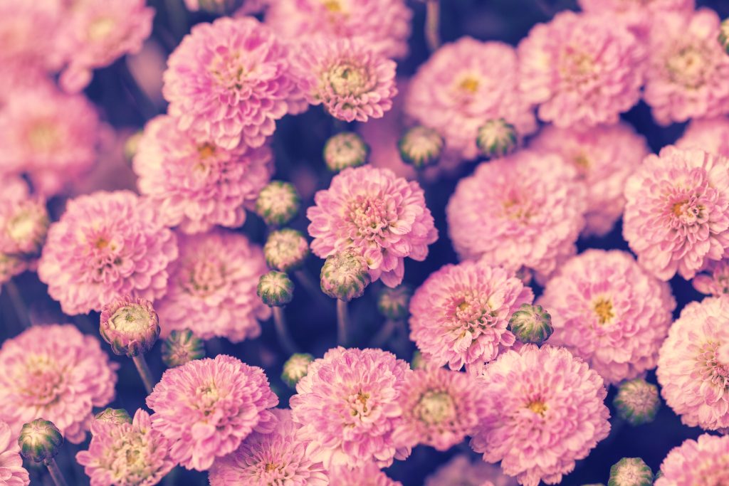Vinage Flower Background
